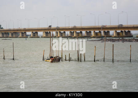 SONGKHLA THAILAND - FEBRUARY 18: A fisherman is dive with fish trap by local knowledge at Songkhla Lake on February 18, 2017 in Songkhla, Thailand. Stock Photo