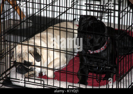 Dog crate for pug hotsell