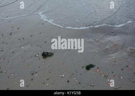 Sea grass and mussels on the sandy beach Stock Photo