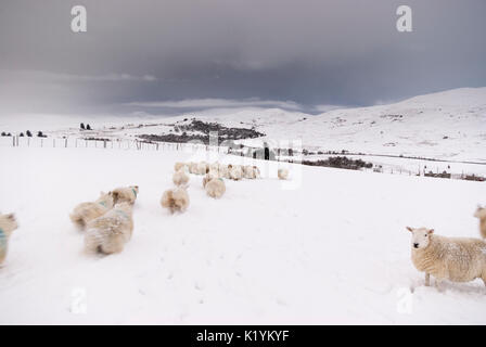 Rural countryside landscape with North Country Cheviot Sheep in thick snow on  winters day, Rogart, Sutherland, Highlands, Scotland, UK Stock Photo