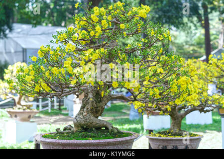 Apricot bonsai tree blooming in spring with yellow flowering branches  curving create unique beauty of spring in Vietnam Stock Photo - Alamy