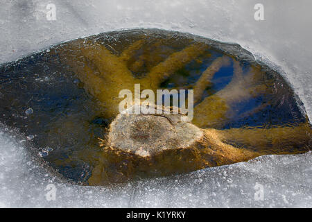 Springtide. Environmental Studies - natural science. First thaw in ice on frozen lake (defrosting) - thawing hole around stub, night freezes hoarfrost Stock Photo