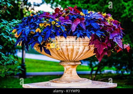 Decorative park urn or bowl filled with beautiful colorful blue and violet plants and yellow petunia flowers against the dark green background. Play o Stock Photo
