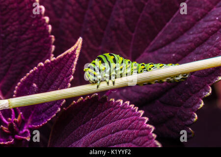 The caterpillar of the swallowtail butterfly.  This larva is green and yellow striped with black spots.  It is 2 inches long