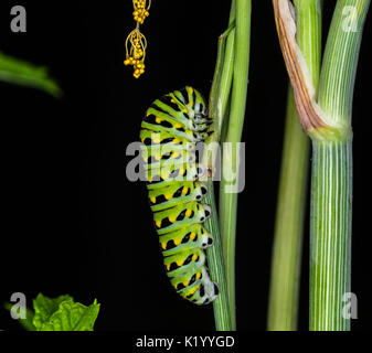 The caterpillar of the swallowtail butterfly. This larva is green and yellow striped with black spots. It is 2 inches long