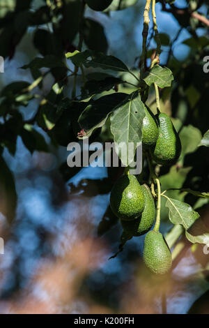 Green Avocados growing in the backyard of a house in Southern California USA Stock Photo