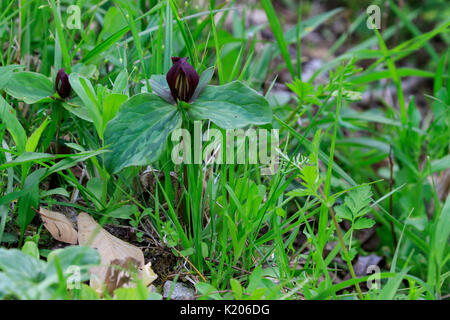 Sessile Trillium (Trillium sessile) Stock Photo
