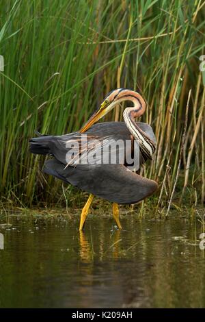 Purple heron (Ardea purpurea), plummage care, standing in water, Neuchâtel, Switzerland Stock Photo