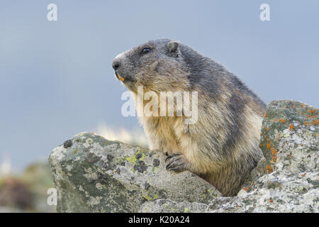 Alpine Marmot (Marmota marmota) on rocks, animal portrait, national park Hohe Tauern, Carinthia, Austria Stock Photo