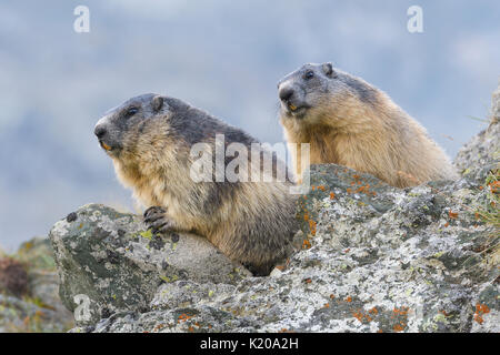 Alpine Marmot (Marmota marmota) on rocks, National Park Hohe Tauern, Carinthia, Austria Stock Photo