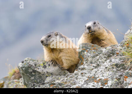 Alpine Marmots (Marmota marmota) on rocks, National Park Hohe Tauern, Carinthia, Austria Stock Photo