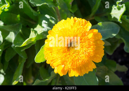 Single yellow calendula officinalis (pot marigold), double cultivar growing in it's natural garden and foliage setting as it's back drop. Stock Photo