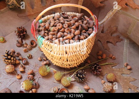 willow basket full oak acorns  with dry brown leaves and flowers, fir cones Stock Photo