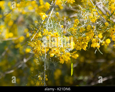 Closeup of blooming Feathery Cassia in spring Stock Photo