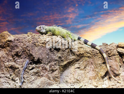Green iguana on stone at wildness area against sunset sky Stock Photo