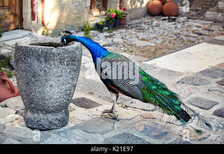 Peacock drinking water from ancient vase at the Bodrum Castle, Turkey Stock Photo