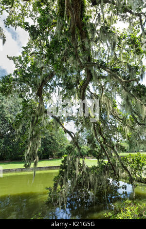 A view of the gardens at Middleton Place plantation in Charleston, South Carolina, USA. They were created in 1741; the oldest landscaped gardens in th Stock Photo