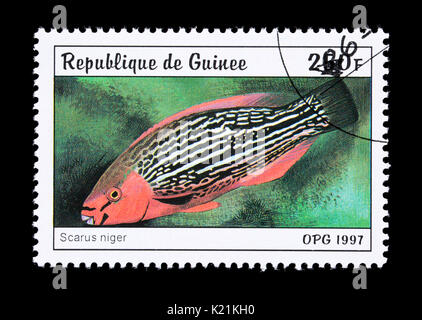 Postage stamp from Guinea depicting a swarthy parrotfish (Scarus niger) Stock Photo