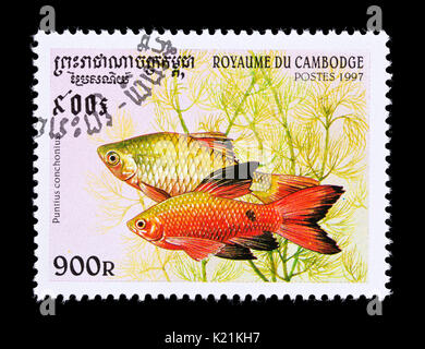 Postage stamp from Cambodia depicting a rosy barb (Pethia conchonius) Stock Photo