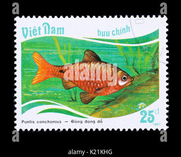 Postage stamp from Vietnam depicting a rosy barb (Pethia conchonius) Stock Photo