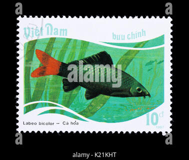 Postage stamp from Vietnam depicting a red-tailed black shark (Labeo bicolor) Stock Photo