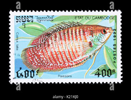 Postage stamp from Cambodia depicting a Dwarf Gourami (Colisa lalia) Stock Photo