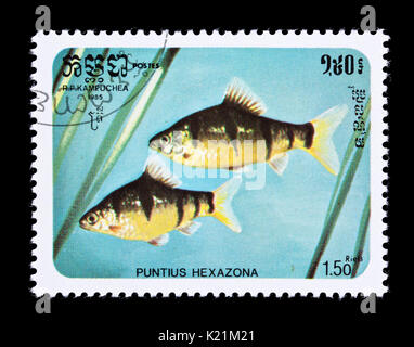 Postage stamp from Cambodia (Kampuchea) depicting a six-banded tiger barb (Desmopuntius hexazona) Stock Photo