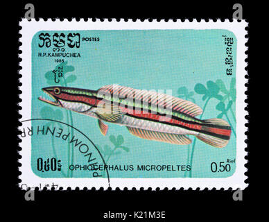 Postage stamp from Cambodia (Kampuchea) depicting a giant snakehead or giant mudfish (Channa micropeltes) Stock Photo
