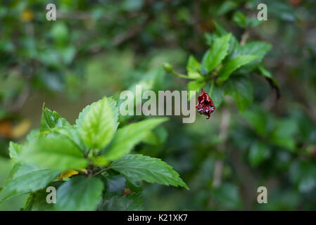 Flower bud of Hibiscus Rosa-sinensis with droplets Stock Photo