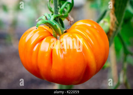 Muchamial tomato grown in Valencia, Spain for La Tomatina, the annual tomato throwing festival Stock Photo