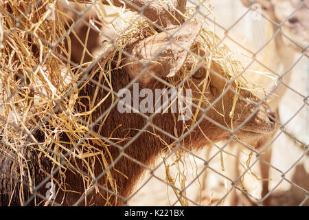 Deer and dried straw on the head in the zoo. Stock Photo