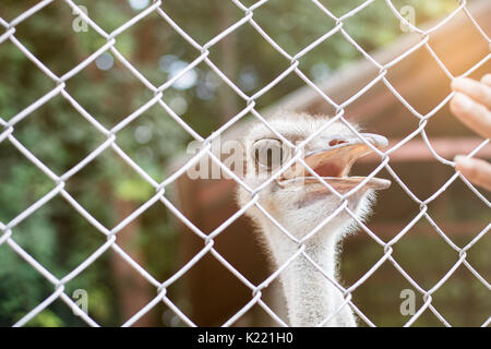 Ostrich and tourist hands in the zoo. Stock Photo