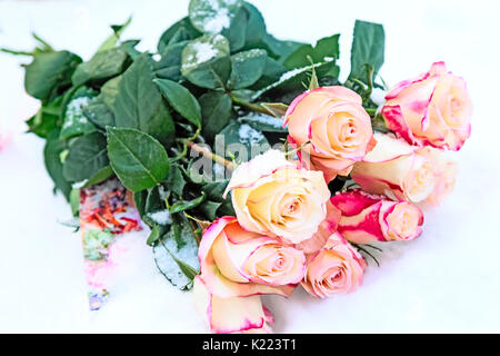 Flower and leaves of a beautiful bouquet of roses covered with the first snow. Stock Photo