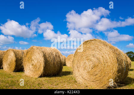 Large round bales, Regnéville Sur Mer, Normandy, France Stock Photo