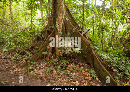 Buttress tree roots in rainforest Stock Photo