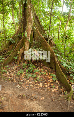 Buttress tree roots in rainforest Stock Photo