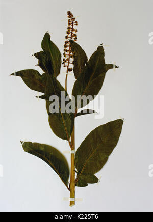 a herbarium sheet with Phytolacca americana, the American pokeweed or American nightshade, family Phytolaccaceae Stock Photo
