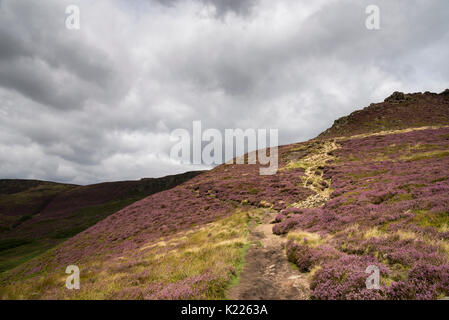 Path leading up to Ringing Roger on Kinder Scout. Purple heather in bloom on the hillside. Edale, Derbyshire, England. Stock Photo
