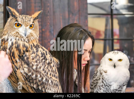 Close up of young woman with eagle owl, Bubo bubo, and snowy owl, Bubo scandiacus, on display on Royal Mile, Edinburgh, Scotland, UK Stock Photo