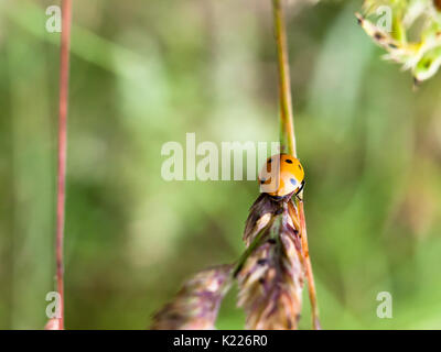 7 dot red ladybird on stem close up seen from behind; England; UK Stock Photo