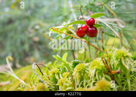 Ripe red cowberry grows in pine forest. Stock Photo