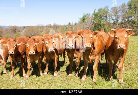 Herd of young Limousin beef cattle being run on for beef  standing in a line looking at the camera in a spring pasture Stock Photo