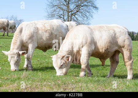 Young white Charolais beef bull grazing with a herd of cows in spring for breeding. Close up side view  on green grass. Stock Photo
