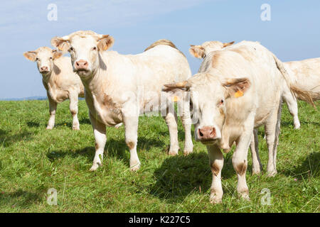 Herd of  white Charolais beef cows in a lush green hilltop pasture with light morning mist in the sky  peering curiously at the camera. This large Fre Stock Photo