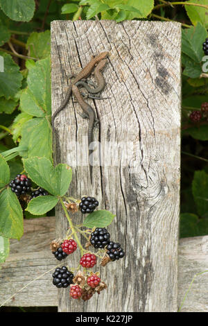 common lizards, Zootoca vivipara, formerly Lacerta vivipara, warming up on fence post next to blackberries, Sussex, UK. August. Various ages, stages o Stock Photo
