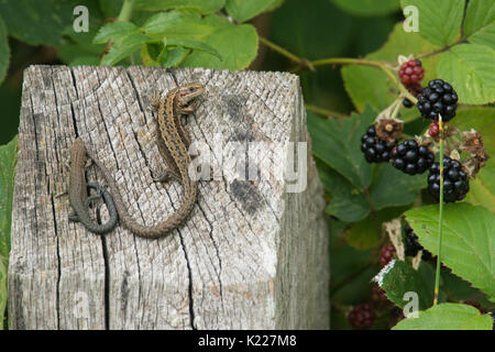 common lizards, Zootoca vivipara, formerly Lacerta vivipara, warming up on fence post next to blackberries, Sussex, UK. August. Various ages, Stock Photo