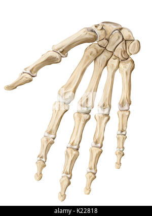 Terminal part of the upper limb, having a tactile and prehensile ...