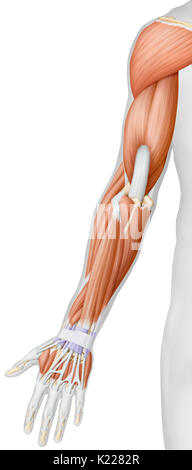 This image shows a posterior view of the muscles of the arm and hand. Stock Photo