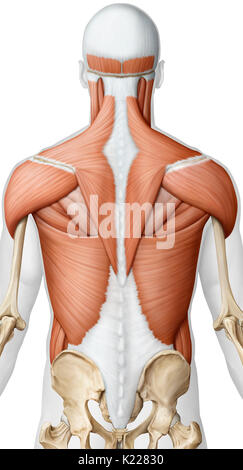 This image shows a posterior view of the muscles of the upper body. Stock Photo