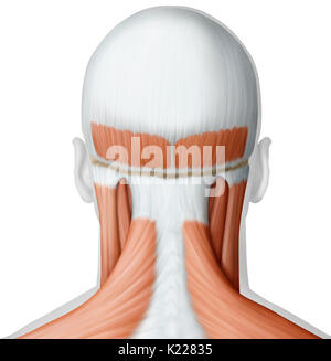The image shows a posterior view of the muscles of the head and neck. Stock Photo